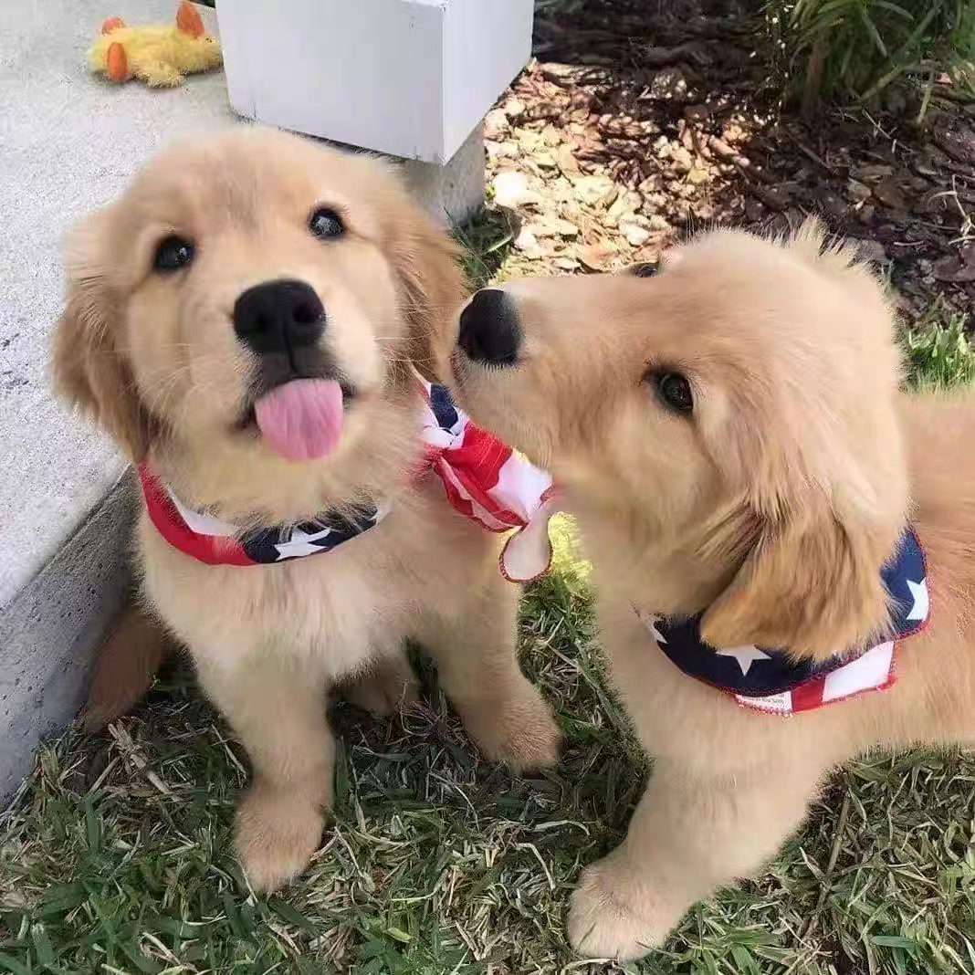 犬舍直销批发价格出售金毛巡回猎犬